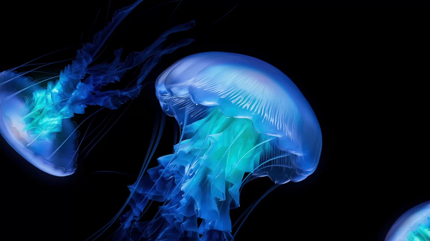 jellyfish-amoled-1920