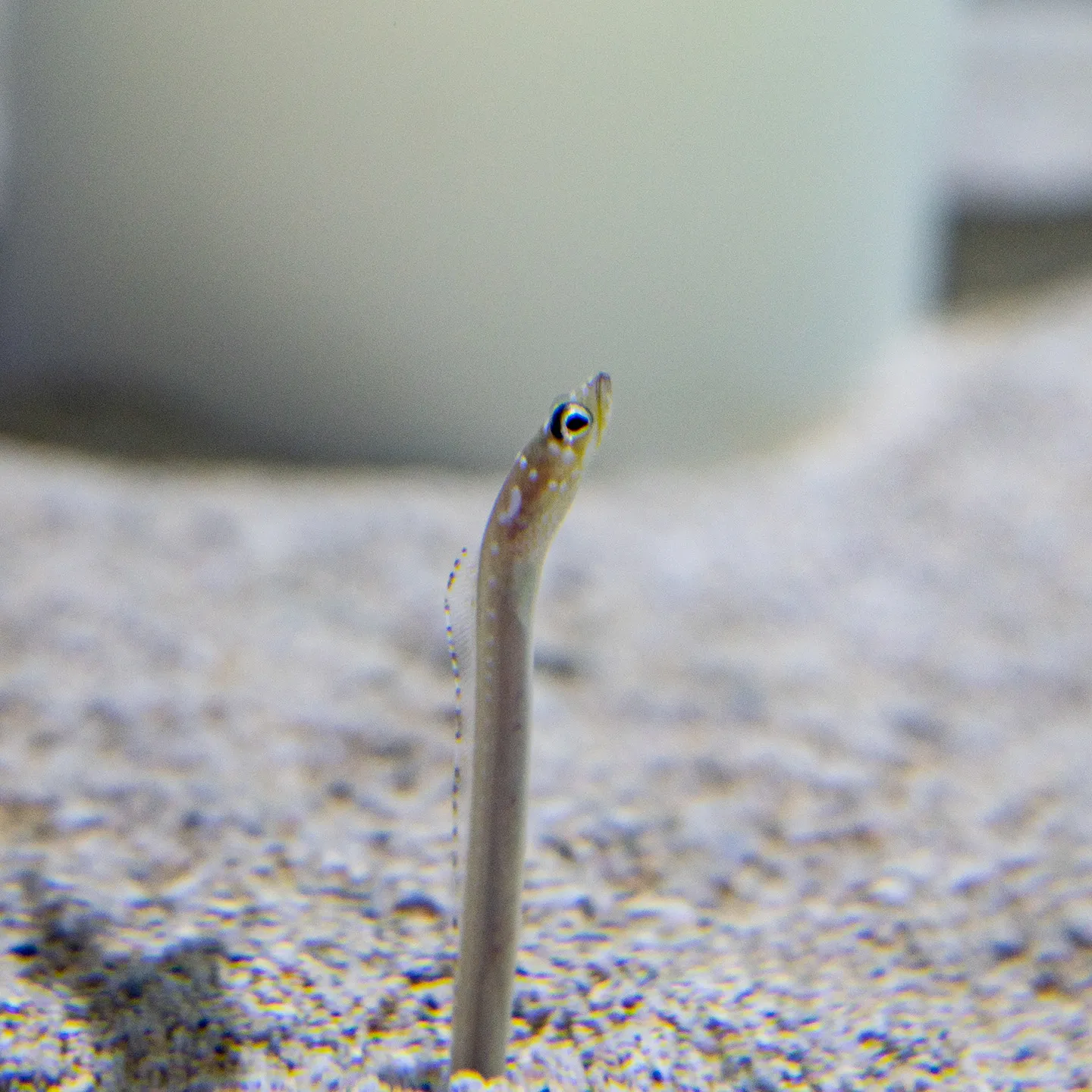 台中海洋館_濕地_大斑園鰻